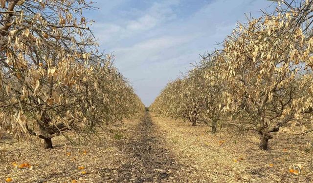 Don Vurdu, Destek Yok! Greyfurt Üreticisi Mağdur Oldu