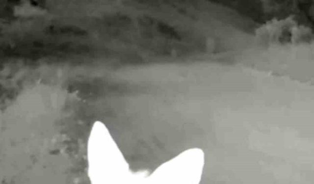 Gizli Kameralar Yaban Hayatını Ortaya Çıkardı