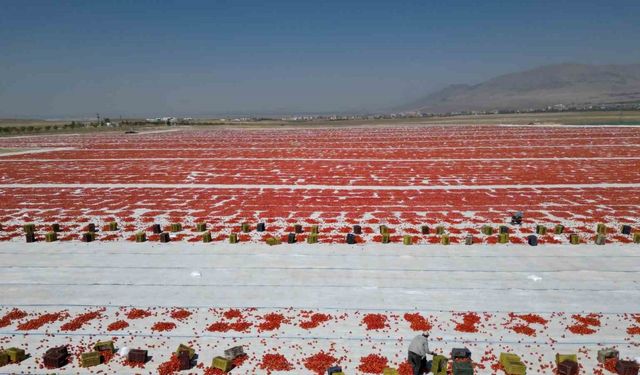 Güneşin Gücüyle Lezzetlenen Domatesler, Dünya Sofralarında Beğeni Topluyor