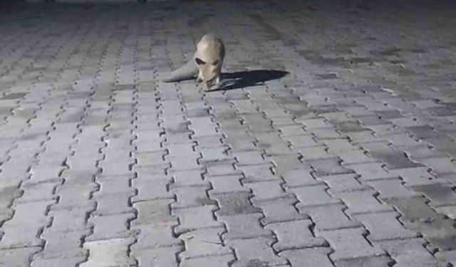 Korucuların Elinden Yiyecek Alan Tilki, Doğaya Geri Döndü