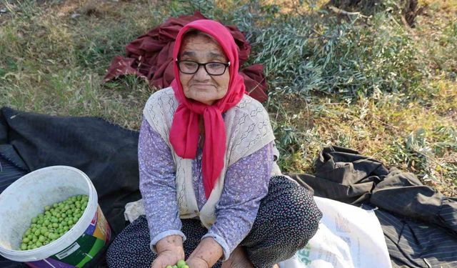 Kozan’da Geleneksel Hasat: Aileler Ve Komşular Birlikte Çalışıyor