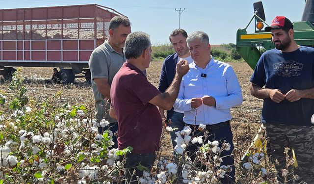 Çukurova’nın Simgesi Beyaz Altın Yok Oluyor! Kısacık Uyardı