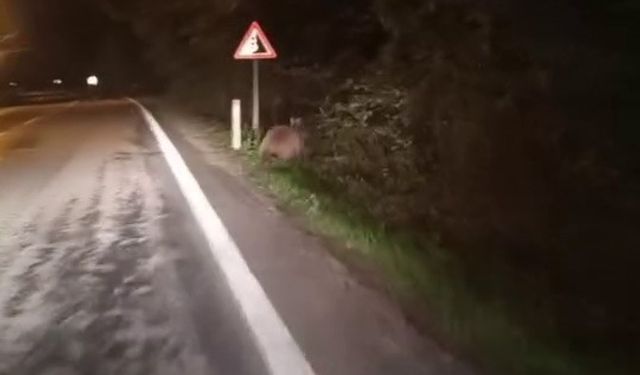 Sürücülerin Kabusu Oldu! Aç Ayılar Karayoluna Çıktı, O Anlar Kamerada