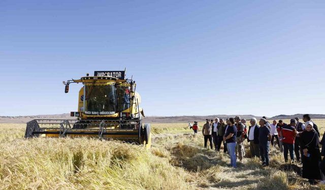 Tadına Doyum Olmayan Karacadağ Pirinci, 2025 Hasadında Bereket Fışkırttı