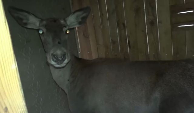 Yıllar Sonra İlk Kez! 3 Kızıl Geyik Doğal Ortamına Kavuştu, Kameralar Kaydetti