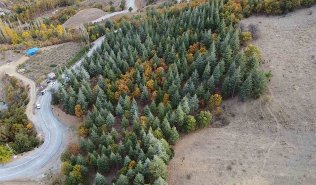 Bir Zamanlar Boş Dağdı… Şimdi Feke’nin Kalbinde Yeşeren 37 Yıllık Mucize