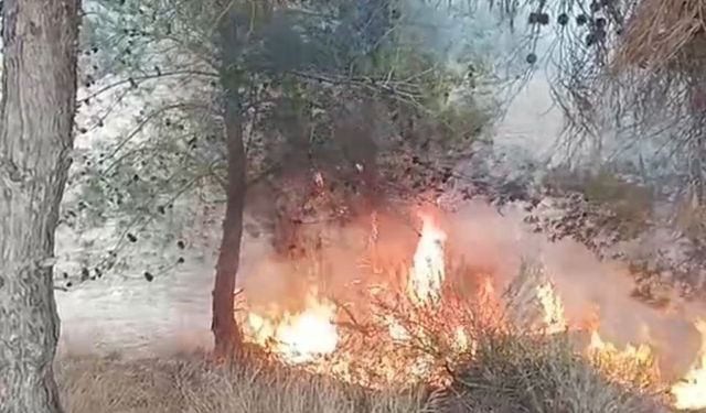 Adana’da 10 Yaşındaki Çocuktan Korkutan Yangın! 100 Zeytin Ağacı Kül Oldu