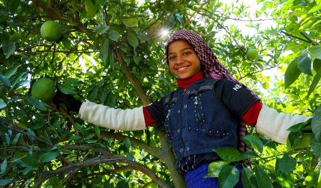 Adana’da Portakal Krizi! Verim Yüzde 90 Düştü, Çiftçi Şaşkın!