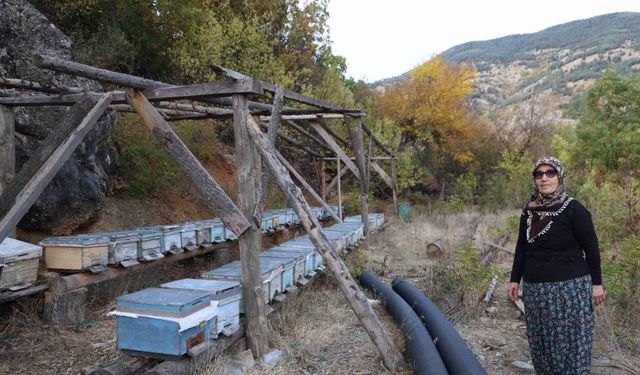 30 Derecelik Kasım Sıcağı Arıları Perişan Etti: Kovana Giremiyorlar!