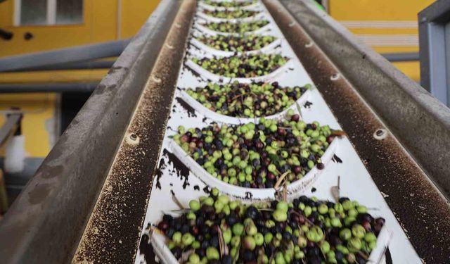 Don Ve Kuraklık Vurdu! Kozan’da Zeytin Rekoltesi Dibe İndi