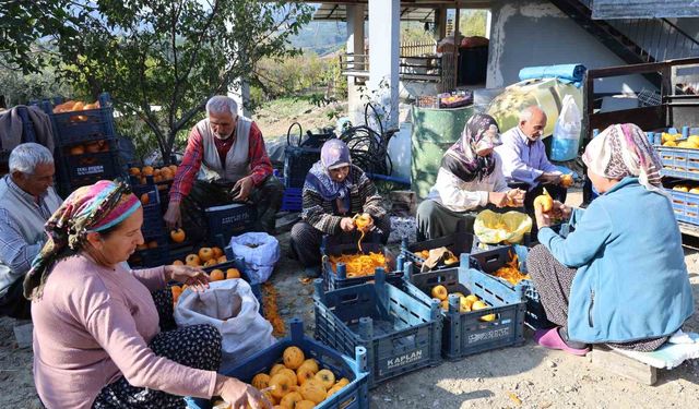 120 Hanelik Mahalle Türkiye’nin Yüzde 50’sini Üretiyor! Cennet Hurmasında Büyük Başarı