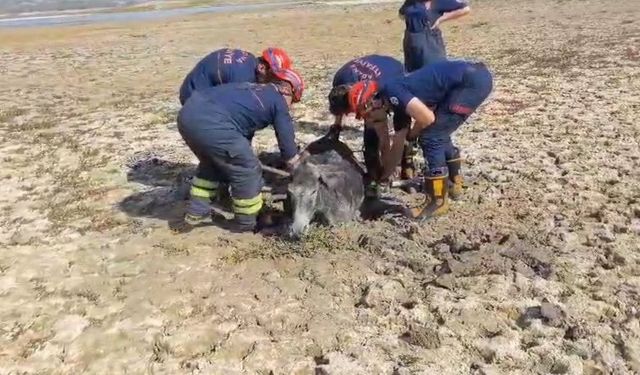Adana’da Çamura Saplanan Eşeğin İmdadına İtfaiye Yetişti!