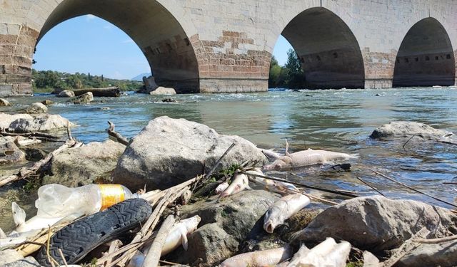 Ceyhan Nehri’nde Şok Sonuç: Ağır Metal Bulunmadı ama Balıklar Öldü!