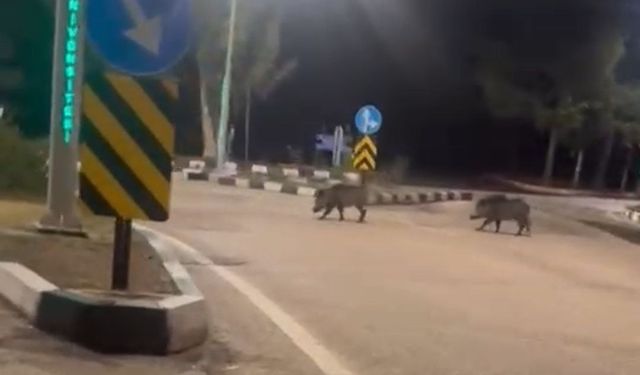 Çukurova Üniversitesi’nde Şaşırtan Görüntü! Domuzlar Yerleşkeye İndi