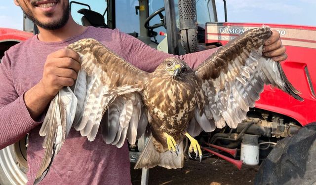 Yer Fıstığı Hasadını Bırakıp Şahine Koştu!