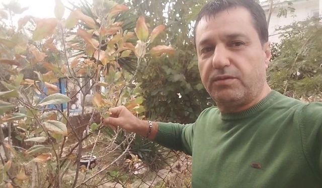 İnanılmaz Görüntü: Elma Ağacı Kasım Ayında Meyve Verdi!