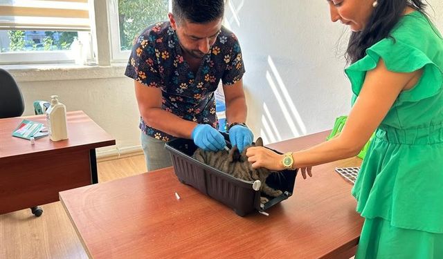 Kedi ve Köpek Sahiplerine Son Uyarı! 31 Aralık’a Kadar Zorunlu Hale Geldi