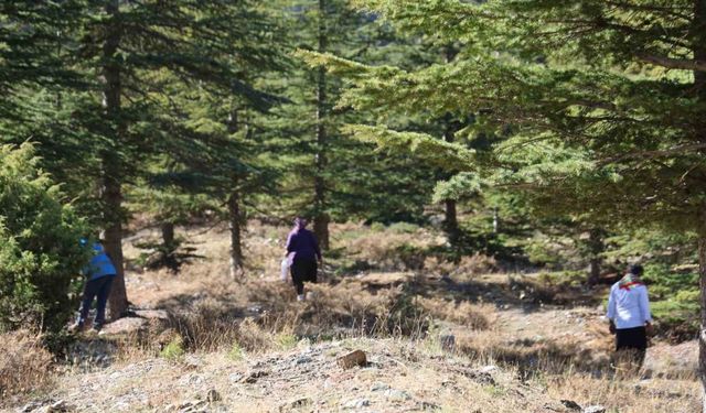 Toroslar’dan Japonya’ya: Feke’nin “Beyaz Altını” Bin Liraya Satılıyor!