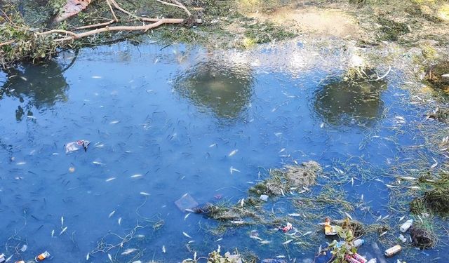 Adana’da Kuraklık Felaketi: Balıklar Su Bulamayınca Telef Oldu