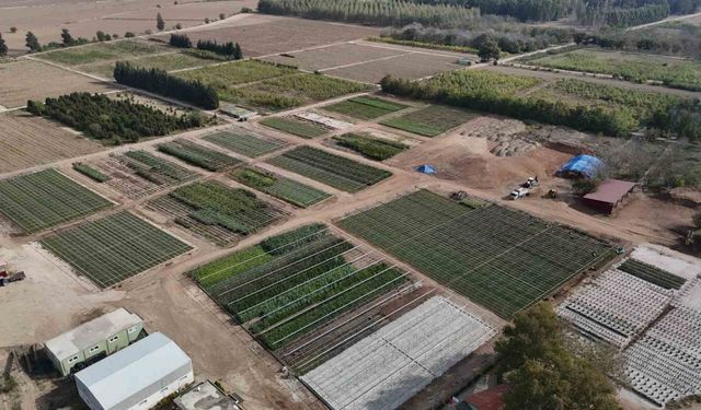 Adana Yeniden Yeşerecek! 5 Milyon Fidan Toprakla Buluşuyor