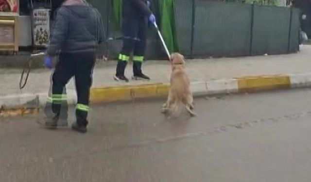 Adana’da Sokak Köpekleri İçin Büyük Operasyon Başladı!