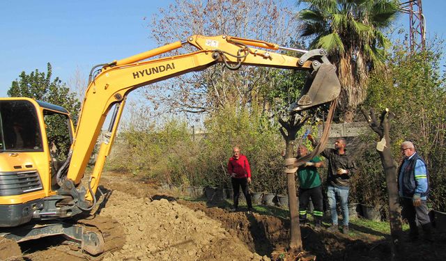 Adana’da Kavşak Düzenlemesi: Sökülen Ağaçların Yeni Adresi Şaşırttı!