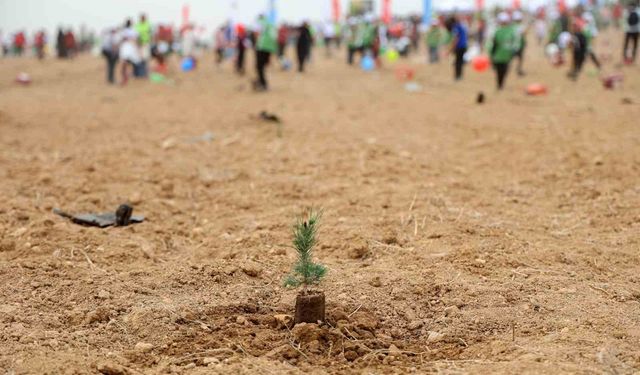 ATÜ’de Yeşil Dönüşüm: Kampüste 22 Bin 500 Ağaç