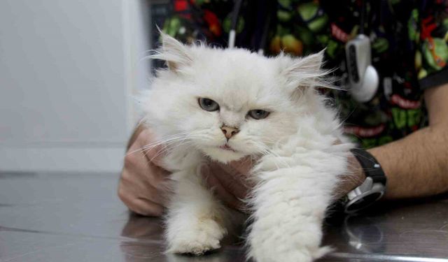 Veterinerler Bile Şaşkın: Bu Anomali Literatürlerde Yok