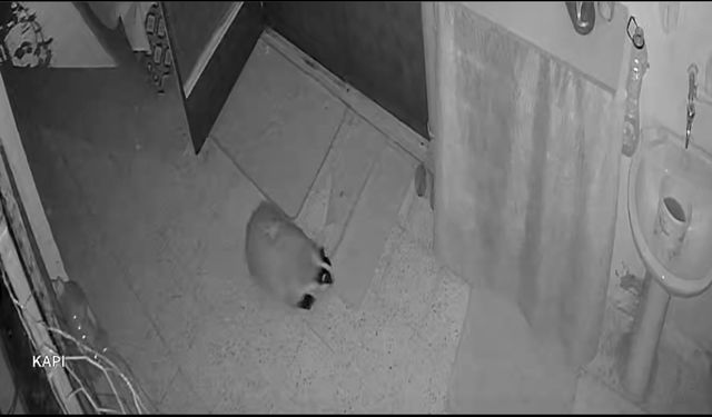 Kedilerin Mamasına Dadandı! Çareyi Alarm Sistemi Kurmakta Buldu