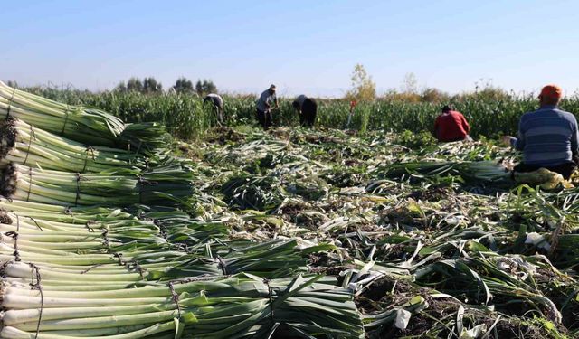 Tarlada 20 TL: Kozan’da Pırasanın Fiyatı Üreticiyi Üzdü