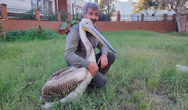 Adana’da Pelikanın Tedavisi Sırasında Yürek Isıtan Anlar