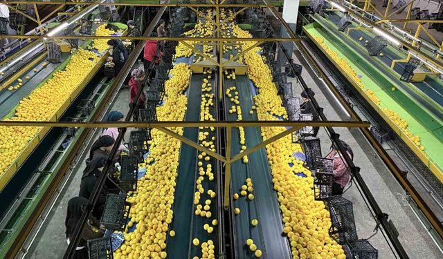 Yeni Yıl Öncesi Narenciye İhracatı Arttı, Fiyatlar Düştü