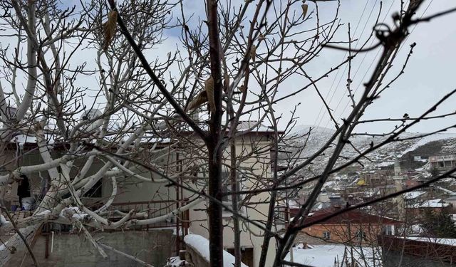 52 Yıllık Kuraklığın Ardından Yağış Sevinci: Çukurova Çiftçisi Rahatladı