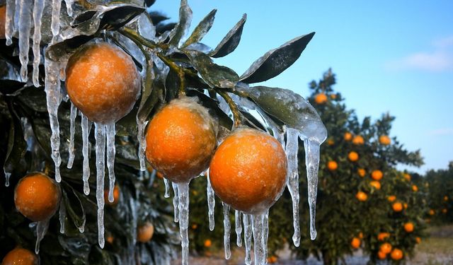 Adana İçin Zirai Don Alarmı: Kritik Tarihler Açıklandı