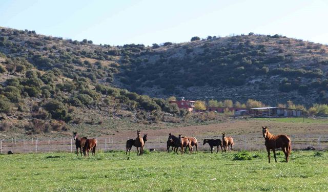 Adana’nın Bu İlçesi Yarış Atlarının Üssü Oldu: Milyonluk Safkanlar Yetişiyor