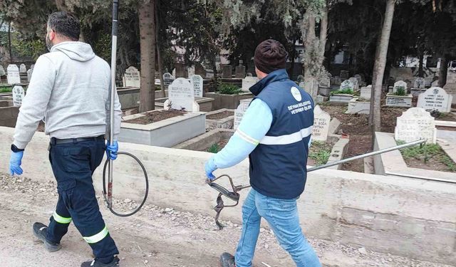 Adana’da Köpek Operasyonu Sonuçsuz Kaldı: Vatandaş Çözüm Bekliyor