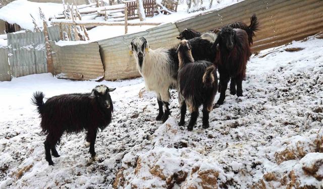 Adana’da Kurt Alarmı: Üretici Hayvancılığı Bırakma Noktasında