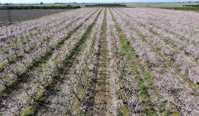 Kozan’da Yalancı Bahar! Şeftali Ağaçları Pembe Beyaza Büründü