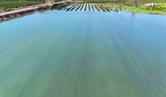 Bir Ayda Bir Yıllık Yağış: Adana’da Tarlalar Göle Döndü