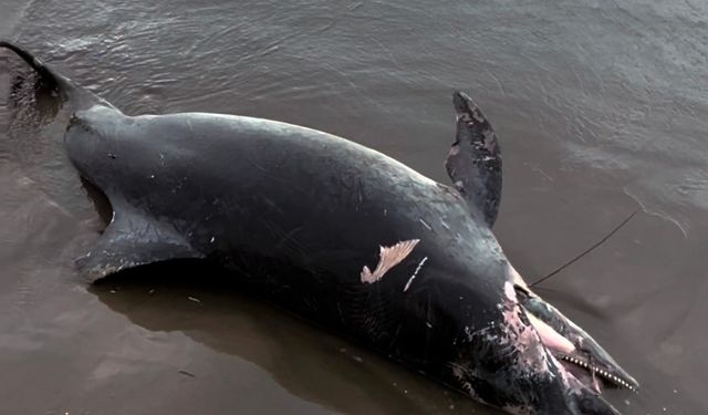 Karataş Sahilinde Şaşırtan Görüntü! Ölü Yunus Kıyıya Vurdu