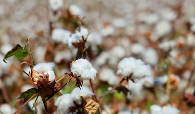 Adana’da Pamuk Üreticilerine Kritik Uyarı!