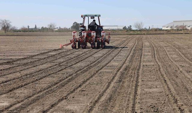 Adana Çiftçisinin Yüzü Güldü: Mısır ve Ayçiçeği Tohumları Toprakla Buluştu!