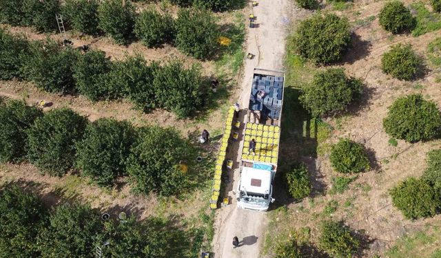 Geçen Yıl 9,5 Liraydı, Bu Yıl 60 Lira! Üreticinin Yüzü Güldü