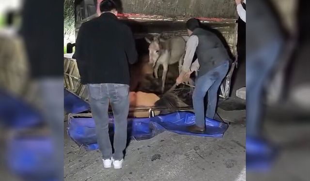 ‘Eşek’ Kazası!