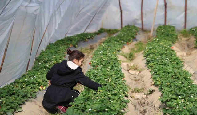 Narenciyeyi Bıraktı, Çilekle Kazandı: Kozan’da Dikkat Çeken Dönüşüm