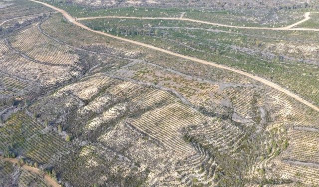 Sarıçam’da 13 Yılda Dev Yeşil Dönüşüm: 1 Milyon 200 Bin Fidan Toprakla Buluştu