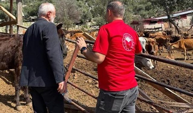 Adana’nın Yerli Irkı Şaşırtıyor! “Güney Sarısı” Verimde Öne Geçti