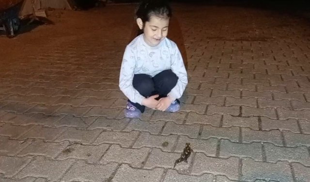 Adana’da Nadir Görülen Tür Ortaya Çıktı: Türk Semenderi Görüntülendi