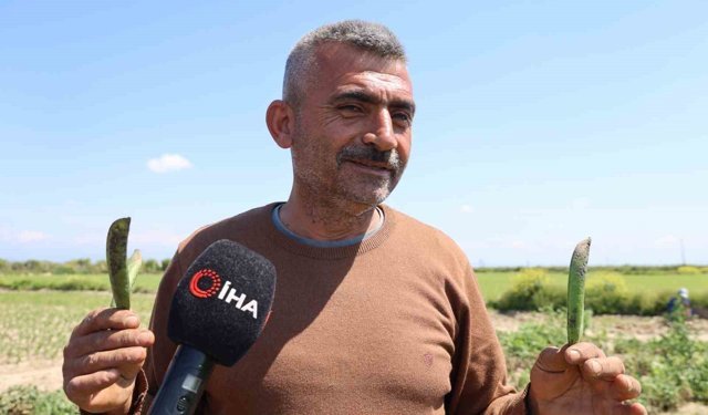 Gören Şaşırıyor: Bu Bezelye Karadeniz Hamsisine Benzetildi!