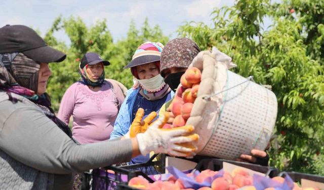 Kozan’da Şeftali Hasadı Başladı: Bahçede Fiyatlar 20 TL’ye Dayandı